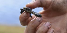 Efforts potentially save hundreds of native turtles